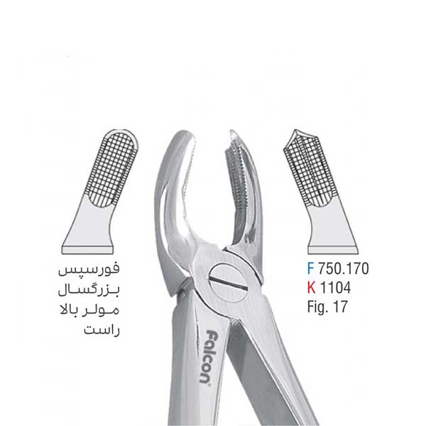 فورسپس-بزرگسال-مولر-بالا-راست-فالکون-1.jpg فورسپس بزرگسال مولر بالا راست - کوشا - Image 1