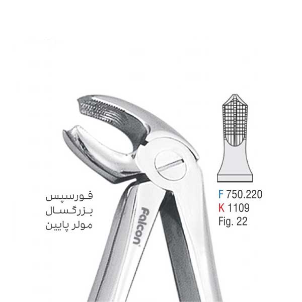 فورسپس-بزرگسال-مولر-پایین-فالکون-1.jpg فورسپس بزرگسال مولر پایین - کوشا - Image 1